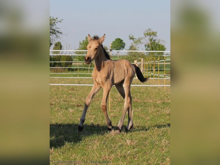 Connemara Stallion  Dun in Troyes