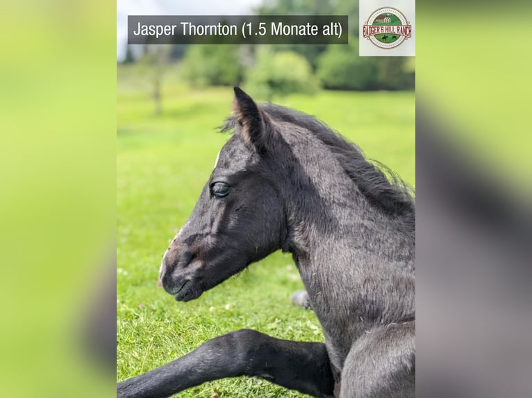 Connemara Stallion Foal (05/2024) Gray in Dachsberg