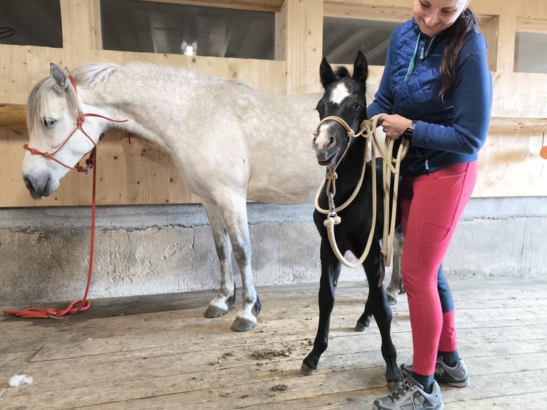 Connemara Stallion Foal (05/2024) Gray in Dachsberg