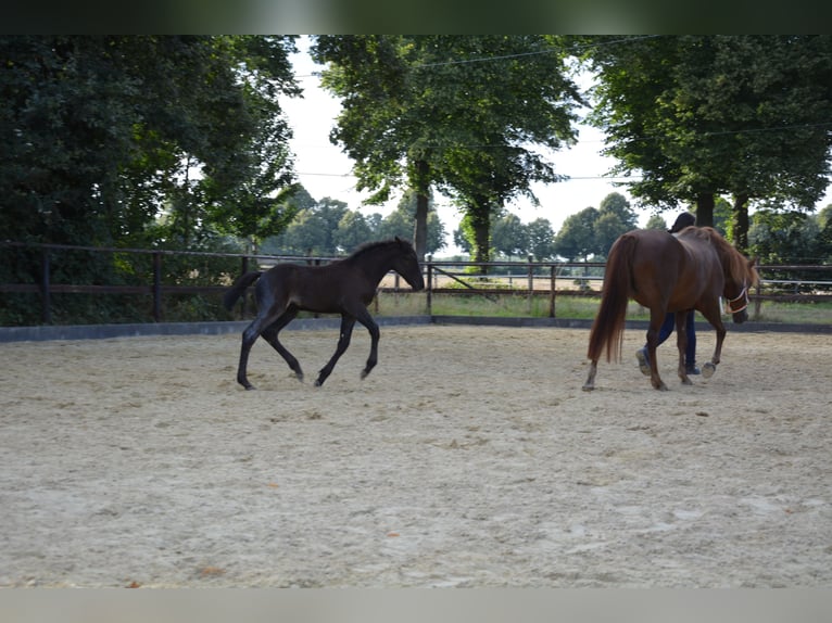 Connemara Stallion Foal (06/2025) Roan-Blue in Oer-Erkenschwick