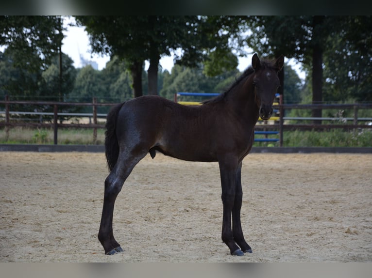 Connemara Stallion Foal (06/2025) Roan-Blue in Oer-Erkenschwick