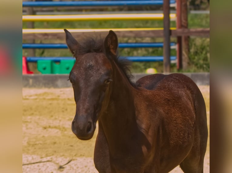 Connemara Stallion Foal (06/2025) Roan-Blue in Oer-Erkenschwick
