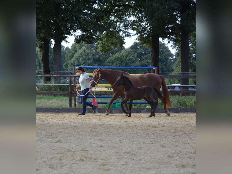Connemara Stallion Foal (06/2025) Roan-Blue in Oer-Erkenschwick
