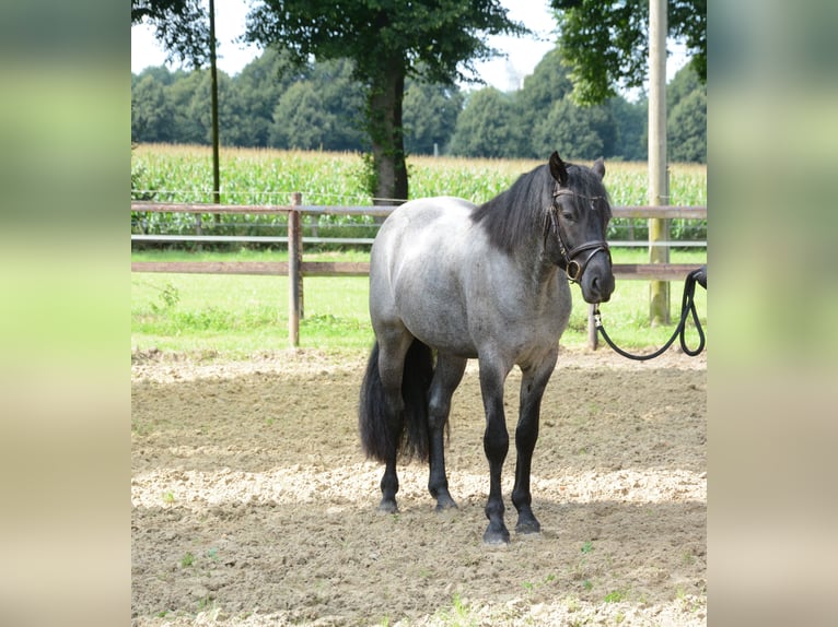 Connemara Stallion Foal (06/2025) Roan-Blue in Oer-Erkenschwick