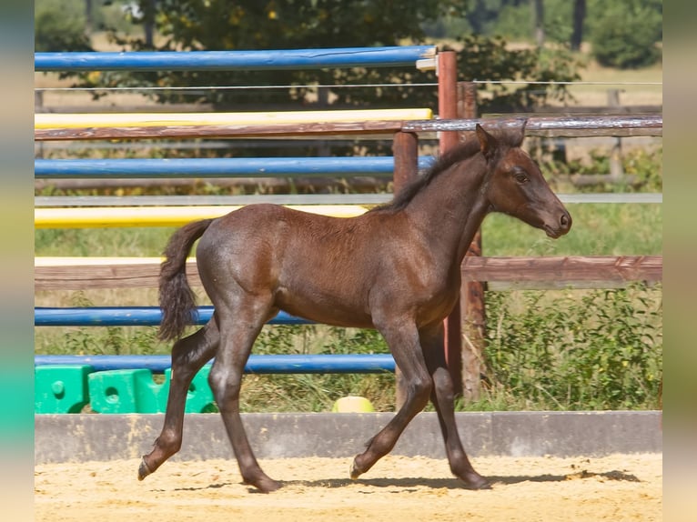 Connemara Stallion Foal (06/2025) Roan-Blue in Oer-Erkenschwick