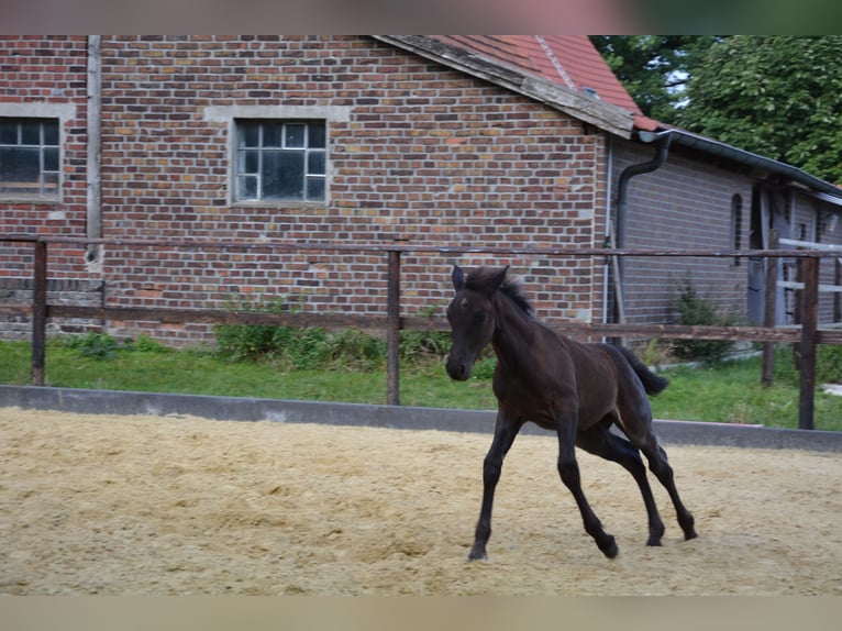 Connemara Stallion Foal (06/2025) Roan-Blue in Oer-Erkenschwick