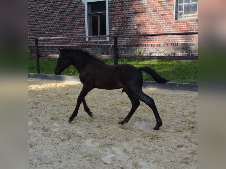 Connemara Stallion Foal (06/2025) Roan-Blue in Oer-Erkenschwick