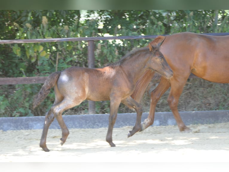 Connemara Stallion Foal (06/2025) Roan-Blue in Oer-Erkenschwick