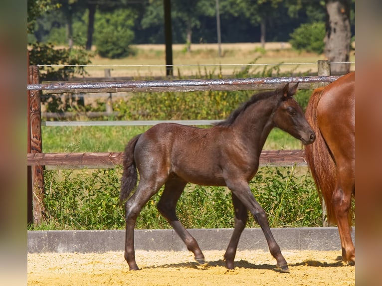 Connemara Stallion Foal (06/2025) Roan-Blue in Oer-Erkenschwick