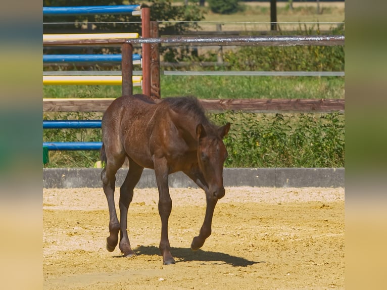Connemara Stallion Foal (06/2025) Roan-Blue in Oer-Erkenschwick