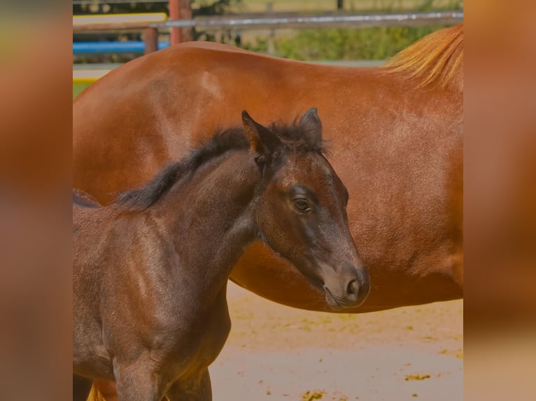 Connemara Stallion Foal (06/2025) Roan-Blue in Oer-Erkenschwick