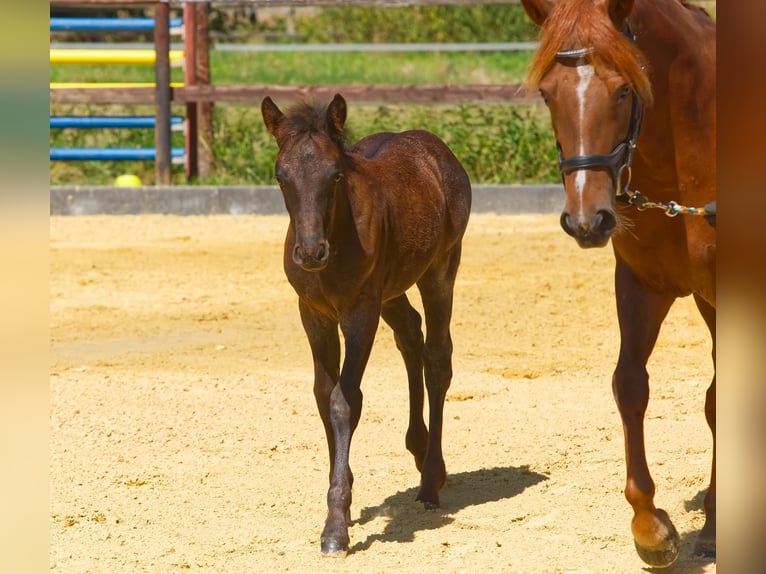 Connemara Stallion Foal (06/2025) Roan-Blue in Oer-Erkenschwick