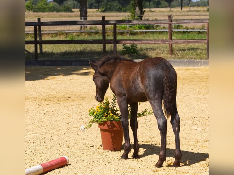 Connemara Stallion Foal (06/2025) Roan-Blue in Oer-Erkenschwick