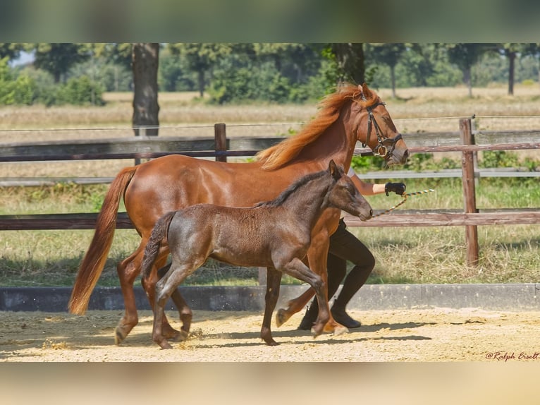 Connemara Stallion Foal (06/2025) Roan-Blue in Oer-Erkenschwick