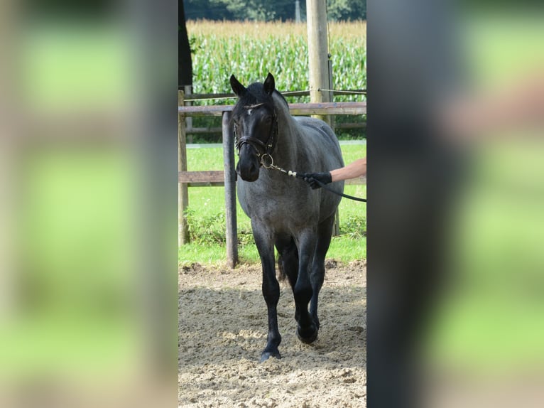Connemara Stallion Foal (06/2025) Roan-Blue in Oer-Erkenschwick