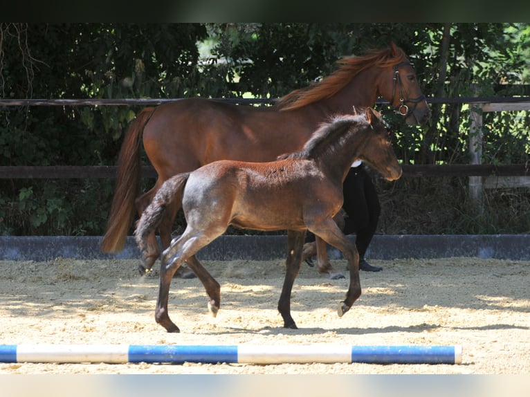Connemara Stallion Foal (06/2025) Roan-Blue in Oer-Erkenschwick