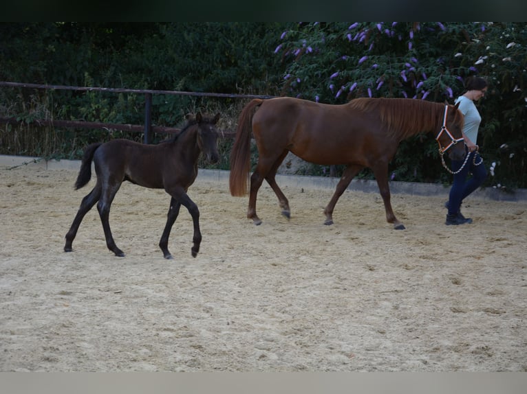 Connemara Stallion Foal (06/2025) Roan-Blue in Oer-Erkenschwick