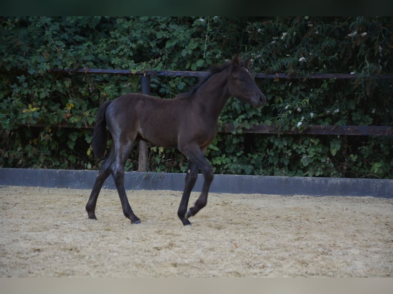 Connemara Stallion Foal (06/2025) Roan-Blue in Oer-Erkenschwick