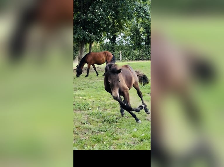 Connemara Stallion Foal (03/2025) in Goch