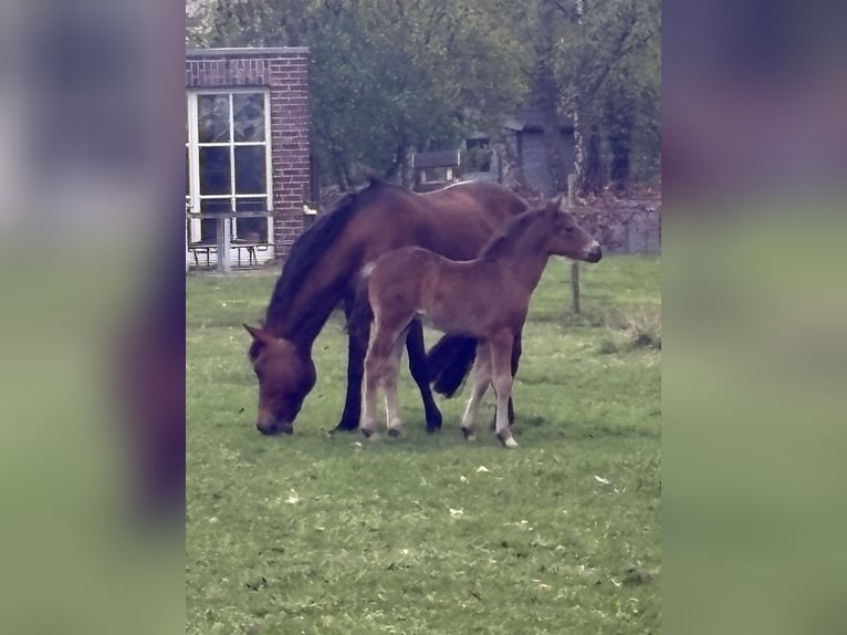 Connemara Stallion Foal (03/2025) in Goch