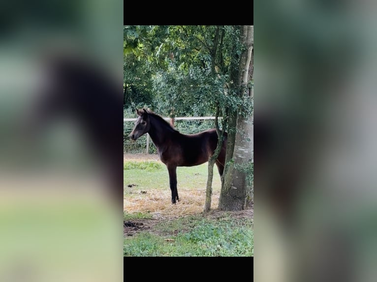 Connemara Stallion Foal (03/2025) in Goch
