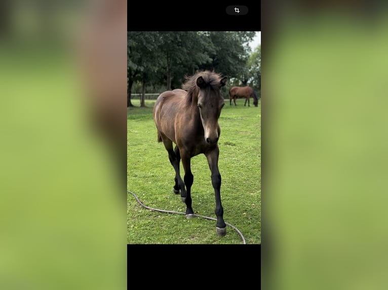 Connemara Stallion Foal (03/2025) in Goch
