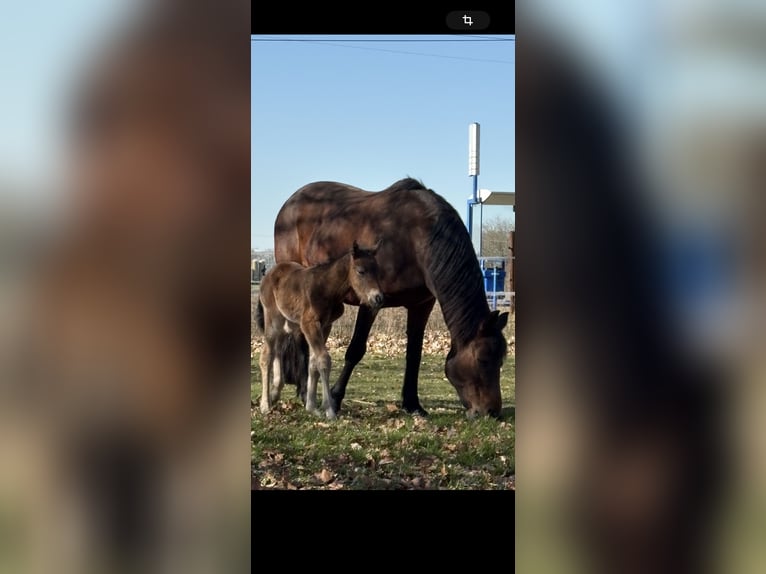 Connemara Stallion Foal (03/2025) in Goch