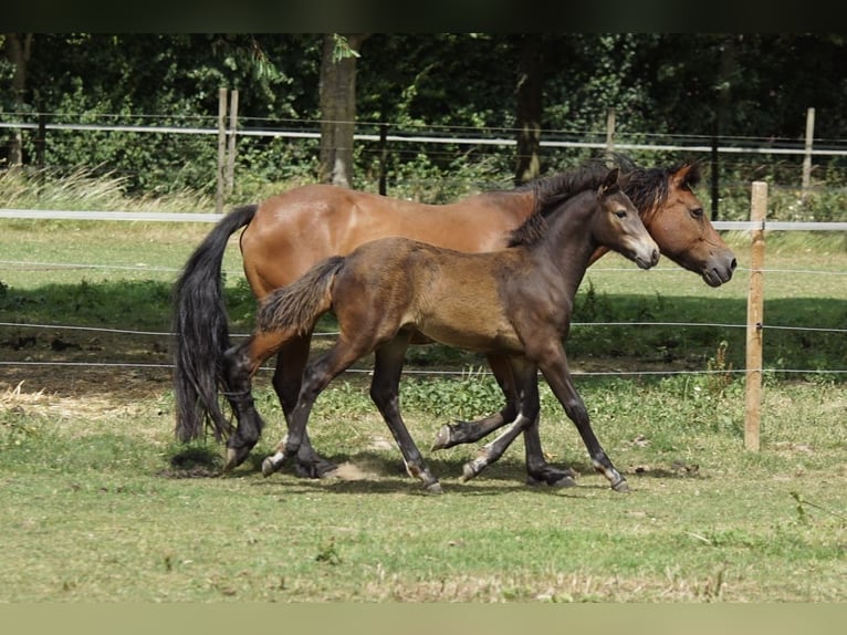 Connemara Stallion Foal (03/2025) in Goch