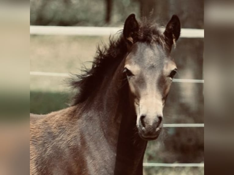 Connemara Stallion Foal (03/2025) in Goch
