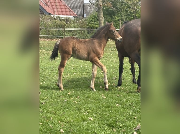 Connemara Stallion Foal (03/2025) in Goch