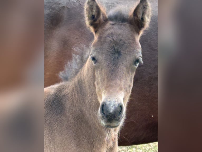 Connemara Stallion Foal (03/2025) in Goch