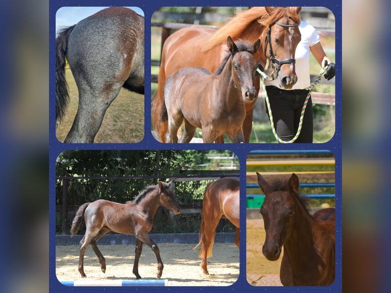 Connemara Stallion Foal (06/2025) in Oer-Erkenschwick