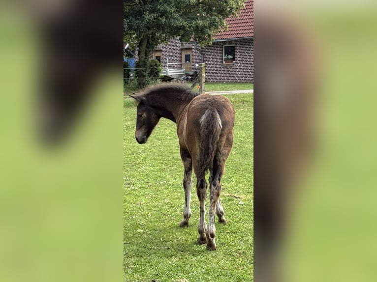 Connemara Stallion  Smoky-Black in Goch