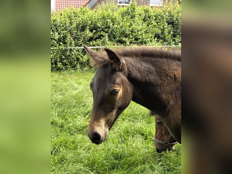 Connemara Stallion  Smoky-Black in Goch