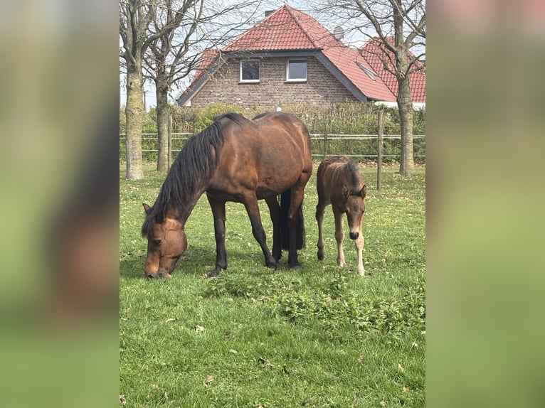 Connemara Stallion  Smoky-Black in Goch