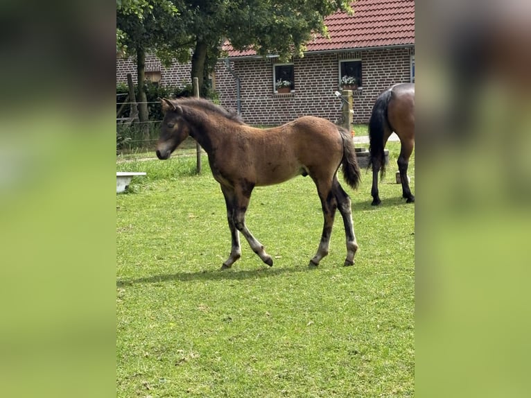 Connemara Stallion  Smoky-Black in Goch
