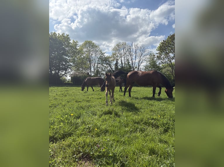 Connemara Stallion  Smoky-Black in Goch