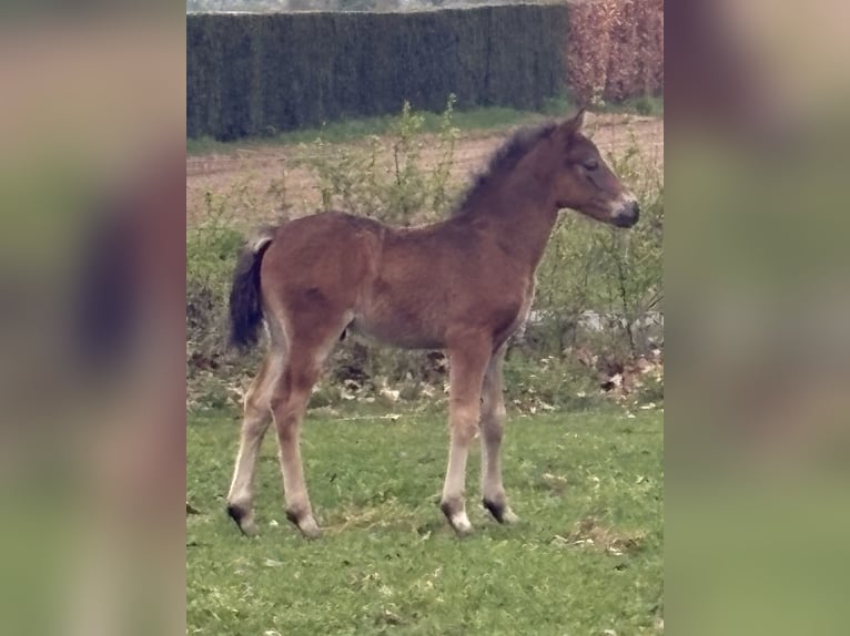 Connemara Stallion  Smoky-Black in Goch