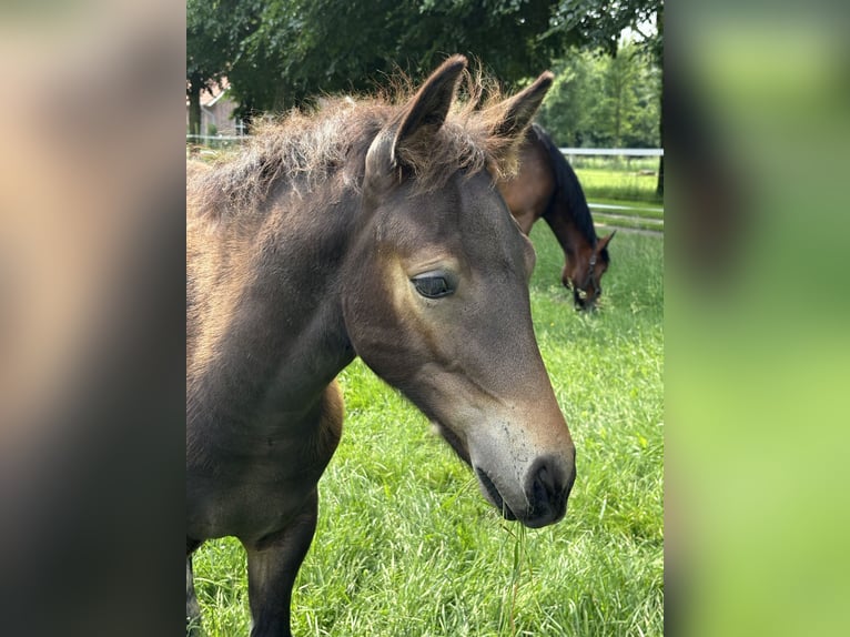 Connemara Stallion  Smoky-Black in Goch