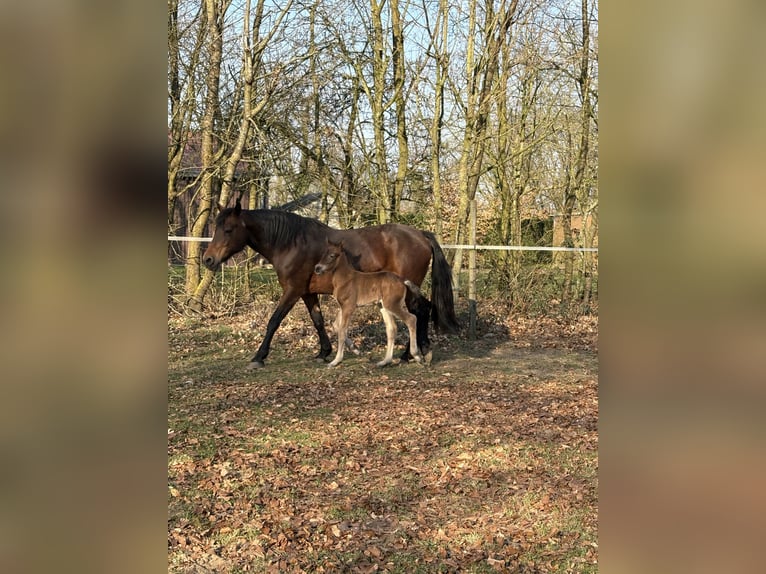 Connemara Stallion  Smoky-Black in Goch