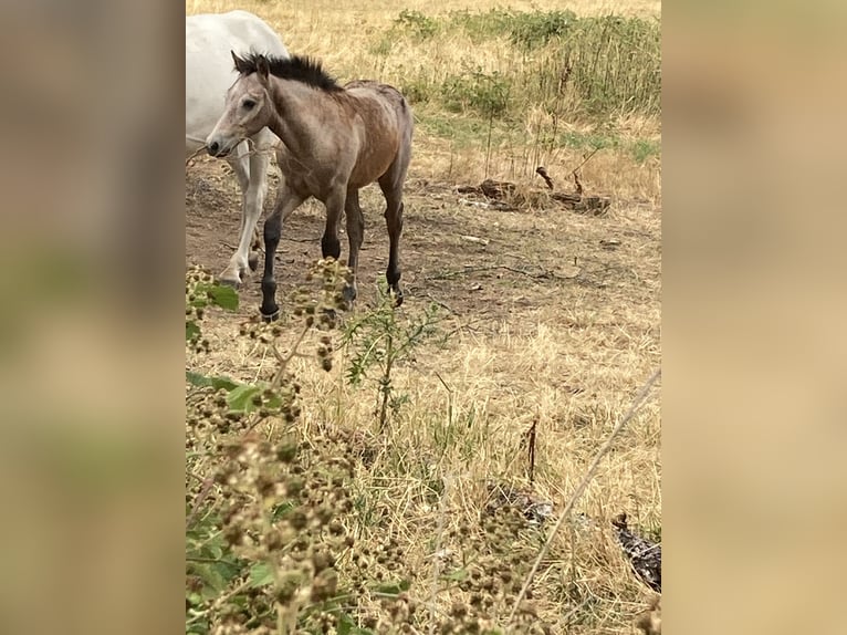 Connemara Stallion Grey in Saint martin d&#x27;estr&#xE9;aux