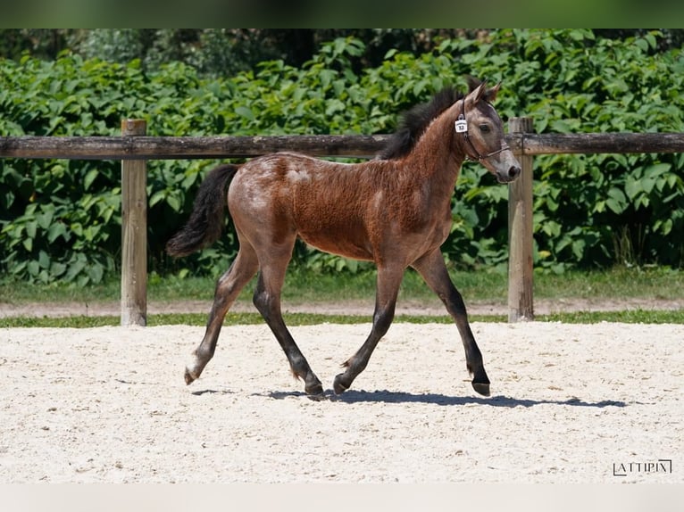 Connemara Stallion Grey in Saint martin d&#x27;estr&#xE9;aux