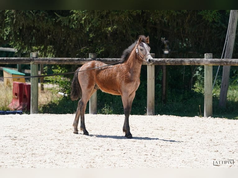 Connemara Stallion Grey in Saint martin d&#x27;estr&#xE9;aux