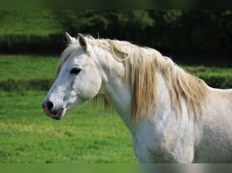 Connemara Stallion Grey in Saint martin d&#x27;estr&#xE9;aux