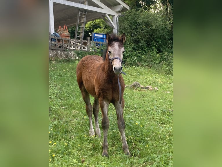 Connemara Stallion Grey in Saint martin d&#x27;estr&#xE9;aux