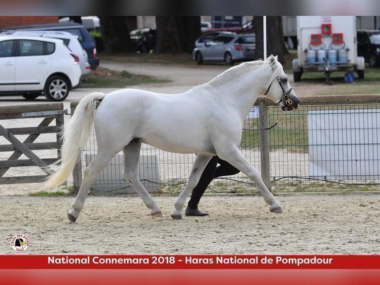 Connemara Stallion Grey in Saint martin d&#x27;estr&#xE9;aux