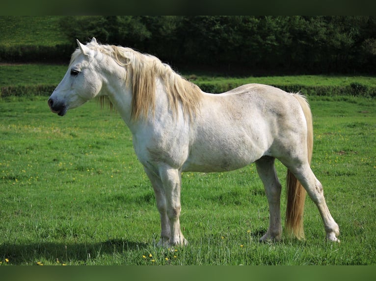 Connemara Stallion Grey in Saint martin d&#x27;estr&#xE9;aux