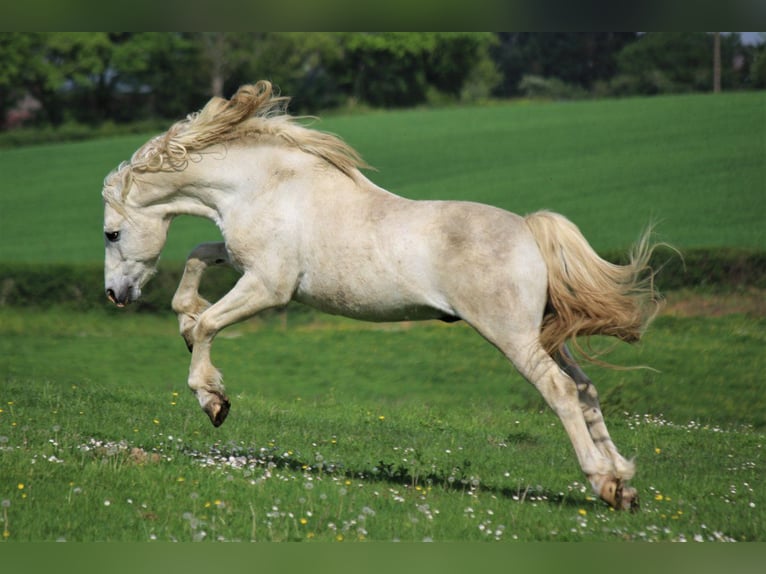 Connemara Stallion Grey in Saint martin d&#x27;estr&#xE9;aux