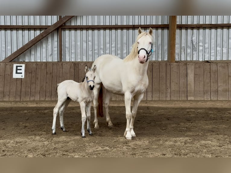 Connemara Stallone 1 Anno 148 cm Falbo in Osdorf