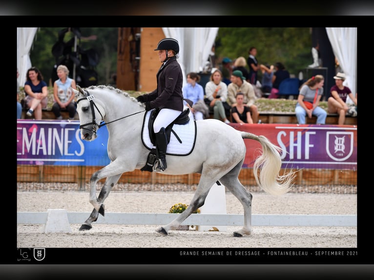 Connemara Stallone 1 Anno 154 cm Grigio in Briennon